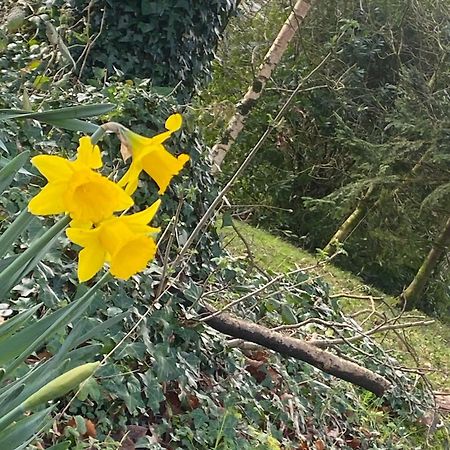 Ballyhoura Mountain Lodges Ballyorgan Buitenkant foto