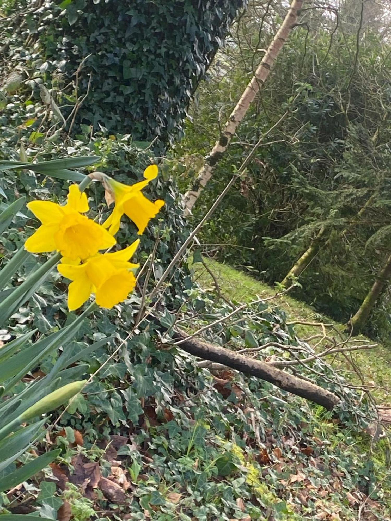 Ballyhoura Mountain Lodges Ballyorgan Buitenkant foto