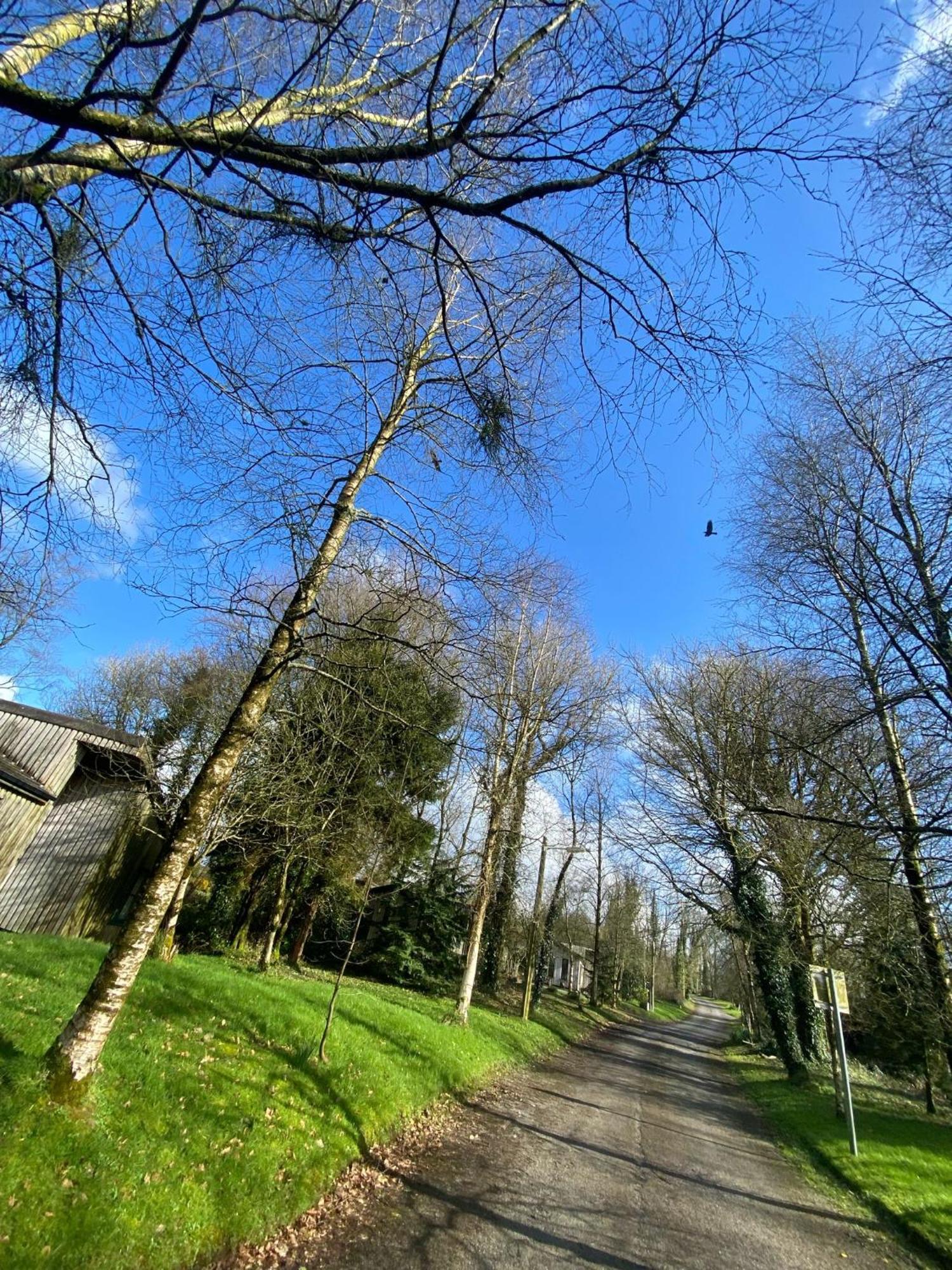 Ballyhoura Mountain Lodges Ballyorgan Buitenkant foto
